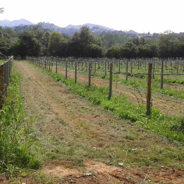 Plantación de kiwis.